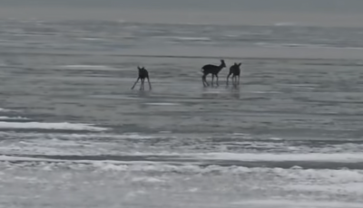Őzek mer&eacute;szkedtek a Balaton jeg&eacute;re