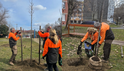 Kaposv&aacute;ron 105 csemete ker&uuml;l f&ouml;ldbe a Nemzeti fa&uuml;ltet&eacute;s napja alkalm&aacute;b&oacute;l