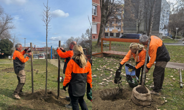 Kaposv&aacute;ron 105 csemete ker&uuml;l f&ouml;ldbe a Nemzeti fa&uuml;ltet&eacute;s napja alkalm&aacute;b&oacute;l