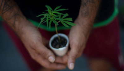 &Uacute;jabb eur&oacute;pai orsz&aacute;g legaliz&aacute;lja a marihu&aacute;na termeszt&eacute;s&eacute;t &eacute;s fogyaszt&aacute;s&aacute;t