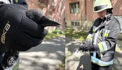 Varj&uacute;t mentettek a kaposv&aacute;ri tűzolt&oacute;k