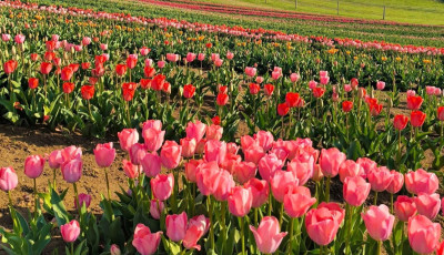 &Iacute;gy fest a Kőr&ouml;shegyi tulip&aacute;nmező - P&eacute;nteken kezdődik a sz&uuml;ret