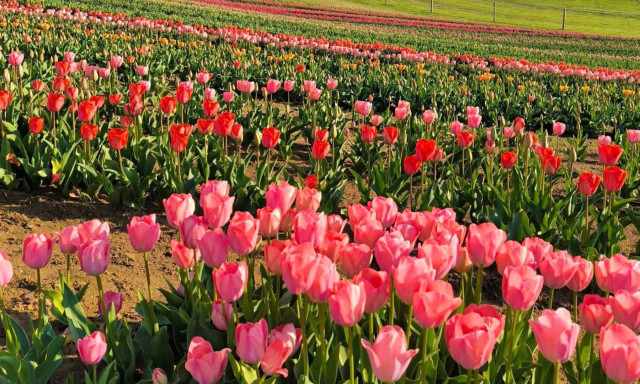 &Iacute;gy fest a Kőr&ouml;shegyi tulip&aacute;nmező - P&eacute;nteken kezdődik a sz&uuml;ret