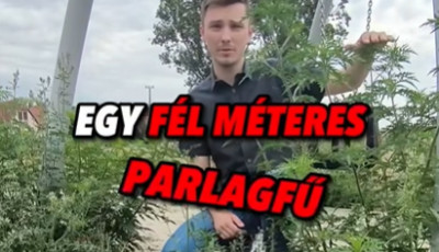 F&eacute;l &eacute;v alatt gaz &eacute;s parlagfű nőtte be a k&ouml;zel 30 milli&oacute;s kaposf&uuml;redi j&aacute;tsz&oacute;teret