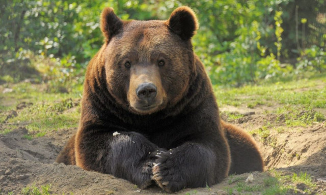 Ha m&eacute;g nem hallott&aacute;l volna sz&eacute;kelyeket medv&eacute;vel besz&eacute;lgetni, akkor majd most! - VIDE&Oacute;