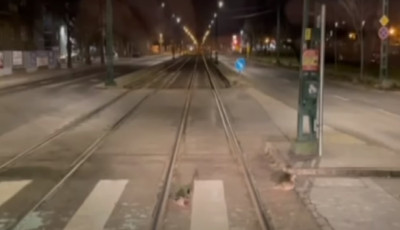 Ezek a kacs&aacute;k jobban betartj&aacute;k a KRESZ-t, mint sok ember - VIDE&Oacute;