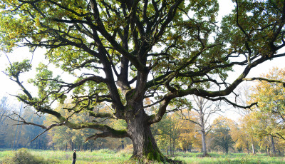 Somogy egyik legszebb jelk&eacute;pet vesz&iacute;tett&uuml;k el: kidőlt a p&eacute;terhidai &bdquo;t&aacute;ncol&oacute; t&ouml;lgy&rdquo;