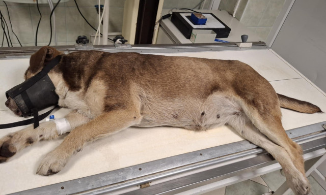 Reag&aacute;lt a K&ouml;zleked&eacute;si Zrt.:  A felv&eacute;telek alapj&aacute;n nem t&ouml;rt&eacute;nt g&aacute;zol&aacute;s