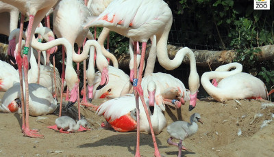 20 flaming&oacute;-fi&oacute;ka kelt ki a budapesti &aacute;llatkertben