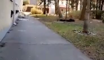 Dől a fa! &Iacute;gy csavart ki a Talli&aacute;n k&ouml;zben egy hatalmas f&aacute;t a szombati sz&eacute;lvihar - VIDE&Oacute;