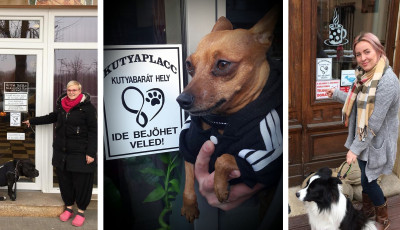 Nem tudod mit kezdj a kutyusoddal, ha nyaralni mész? Itt a válasz: Vidd az új kaposvári kutyapanzióba!