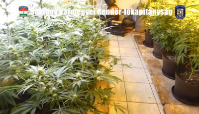 Vide&oacute;n a drograzzia - Hat helysz&iacute;nen csaptak le egyszerre a somogyi rendőr&ouml;k