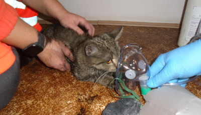 Oxig&eacute;nmaszk seg&iacute;tett a szigetv&aacute;ri lak&aacute;st&uuml;zet t&uacute;l&eacute;lő kiscic&aacute;n