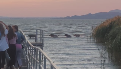 Egy vaddiszn&oacute;csal&aacute;d f&uuml;rdőz&ouml;tt a Balatonban