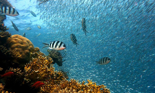 &Uacute;jabb l&eacute;p&eacute;s a fenntarthat&oacute;bb hal&aacute;szat&eacute;rt