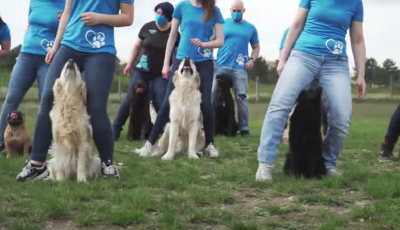 M&eacute;g mindig tarol a Jerusalema challenge &ndash; Most egy magyar kutyaiskola &aacute;llt be a sorba - VIDE&Oacute;