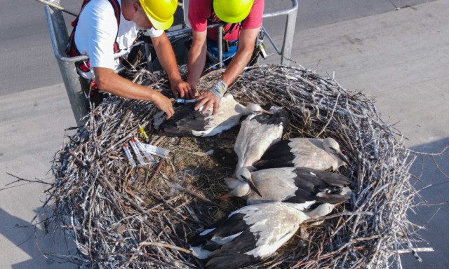 3200 f&eacute;szekkel v&aacute;rja a g&oacute;ly&aacute;kat az E.ON
