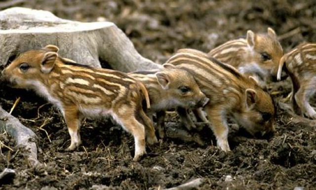 Vide&oacute;n, ahogy cs&iacute;kos vadmalacok lepnek el egy balatonm&aacute;riai nyaral&oacute;t