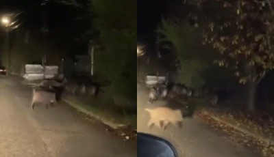 Na ilyet sem l&aacute;tni mindennap - Csapatban band&aacute;znak a vaddiszn&oacute;k Alm&aacute;diban &ndash; VIDE&Oacute;