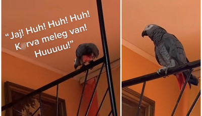 Huh, k*rva meleg van! Ennek a papag&aacute;jnak a gazd&aacute;ja azt&aacute;n sokat szitkoz&oacute;dhatott - VIDE&Oacute;