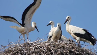 Rekordsz&aacute;m&uacute; g&oacute;lyafi&oacute;k&aacute;t gyűrűztek id&eacute;n - Ebből 25 Somogyban kapott jel&ouml;l&eacute;st