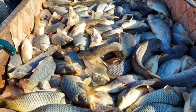 Folytat&oacute;dik a desedai haltelep&iacute;t&eacute;s: 6 tonna ponty m&aacute;r a v&iacute;zben, a marad&eacute;k most &eacute;rkezik- VIDE&Oacute;