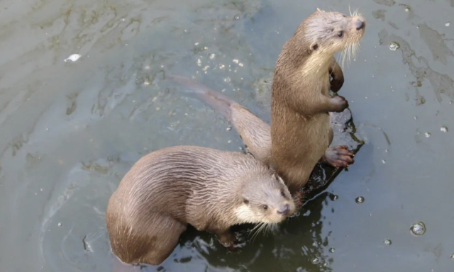 B&aacute;lt szerveznek a vidr&aacute;k&eacute;rt, a befolyt &ouml;sszeg a Peteshalmi Vidrapark&eacute; lesz majd