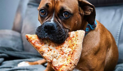 Pizz&aacute;val a kaposv&aacute;ri &aacute;llatbar&aacute;t egyes&uuml;letek&eacute;rt!