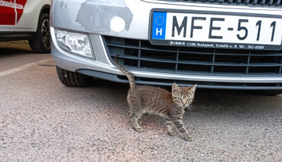 Veszpr&eacute;mtől Ajk&aacute;ig egy motort&eacute;rben utazott egy cica, akit k&eacute;t tűzolt&oacute; is befogadott