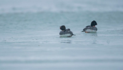 Csőr n&eacute;lk&uuml;li r&eacute;c&eacute;k a Balatonban: r&eacute;misztő fot&oacute;k Sz&aacute;nt&oacute;dn&aacute;l, szak&eacute;rtő mondta el, mi t&ouml;rt&eacute;nhetett