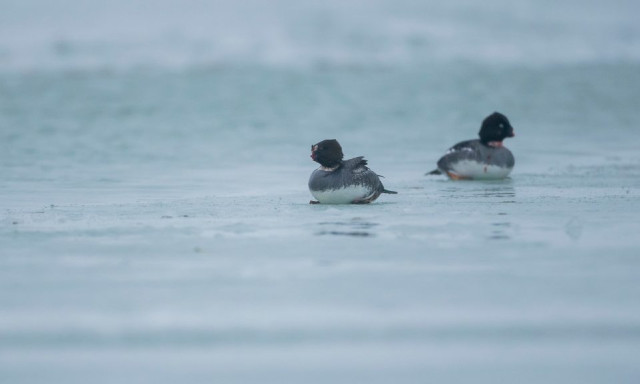 Csőr n&eacute;lk&uuml;li r&eacute;c&eacute;k a Balatonban: r&eacute;misztő fot&oacute;k Sz&aacute;nt&oacute;dn&aacute;l, szak&eacute;rtő mondta el, mi t&ouml;rt&eacute;nhetett