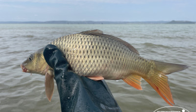 &Uacute;j parazitafajt tal&aacute;ltak a Balatonban