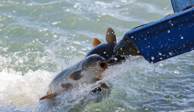 Indul a balatoni haltelep&iacute;t&eacute;si szezon