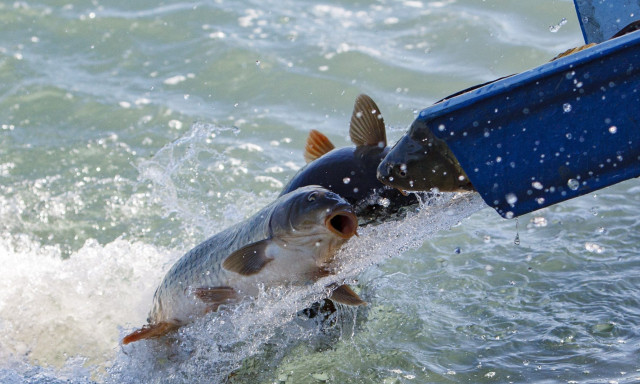 Indul a balatoni haltelep&iacute;t&eacute;si szezon