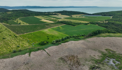Egyre durv&aacute;bban pusztul a n&aacute;das a Balatonn&aacute;l
