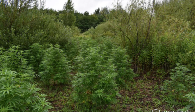 Az erdőben termesztett&eacute;k a kannabiszt Devecseren