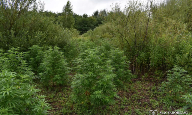 Az erdőben termesztett&eacute;k a kannabiszt Devecseren