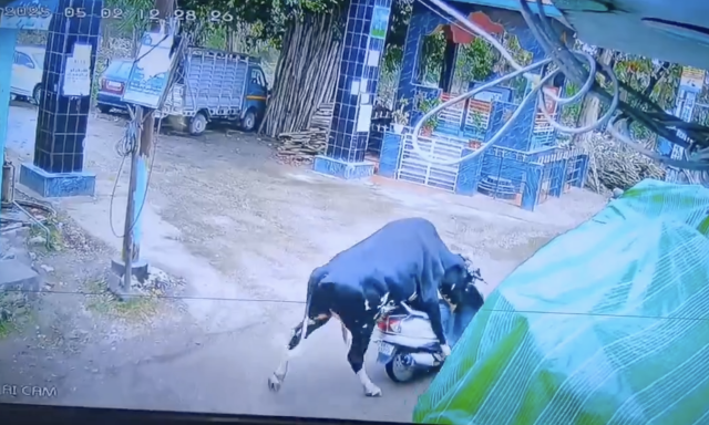 Sz&uuml;rre&aacute;lis t&eacute;rfigyelő felv&eacute;telen, ahogy egy k&oacute;bor bika elk&ouml;t egy robog&oacute;t &ndash; VIDE&Oacute;