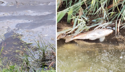 Felh&aacute;bor&iacute;t&oacute;! Szennyeződ&eacute;s ker&uuml;lt a Kapos foly&oacute;ba, d&ouml;gl&ouml;tt halak szeg&eacute;lyezik a partot