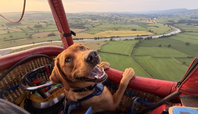 Ismerj&eacute;tek meg a kaposv&aacute;ri hől&eacute;gballon bajnoks&aacute;g legcukibb r&eacute;sztvevőj&eacute;t, Alfie-t!