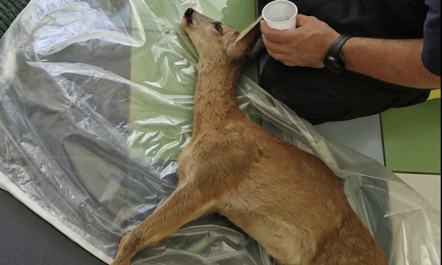 Őzgid&aacute;t mentettek a K&ouml;telesek