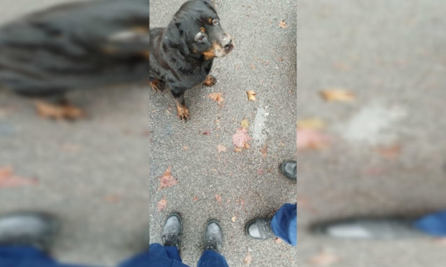 Napi cuki - Egy rendk&iacute;v&uuml;l j&aacute;mbor, elveszett kutyust mentettek ki a kocsik k&ouml;z&uuml;l a rendőr&ouml;k