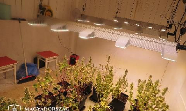 A diszn&oacute;&oacute;lt alak&iacute;totta &aacute;t marihu&aacute;na &uuml;ltetv&eacute;nny&eacute;