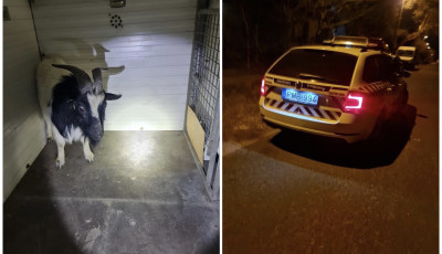 Az elk&oacute;ric&aacute;lt pingvin ut&aacute;n most egy kecsk&eacute;t kapcsoltak le a rendőr&ouml;k Pesten