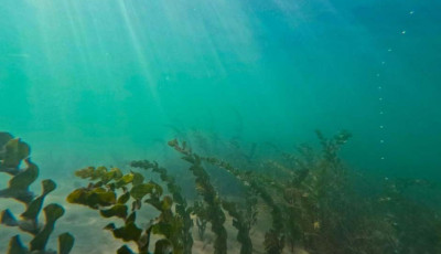 Krist&aacute;lytiszta Balaton - Gy&ouml;ny&ouml;rű fot&oacute;k k&eacute;sz&uuml;ltek a v&iacute;z alatt