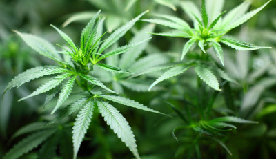M&aacute;lta, Luxemburg &eacute;s N&eacute;metorsz&aacute;g ut&aacute;n Csehorsz&aacute;g is a kannabisz legaliz&aacute;l&aacute;s&aacute;ra k&eacute;sz&uuml;l