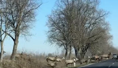 Elk&eacute;pesztő szarvasrudlit &ouml;r&ouml;k&iacute;tettek meg Somogyban a h&eacute;tv&eacute;g&eacute;n - VIDE&Oacute;