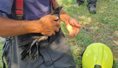 Csapd&aacute;ba esett egy varj&uacute; Fony&oacute;don, tűzolt&oacute;k siettek a megment&eacute;s&eacute;re