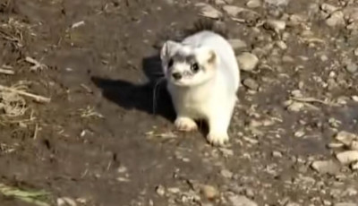 K&iacute;v&aacute;ncsi hermelin bukkant fel Somogyban &ndash; ritka k&ouml;zels&eacute;gből vide&oacute;zt&aacute;k le a f&uuml;rge ragadoz&oacute;t