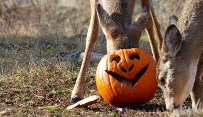 Ne dobd ki! - Mutatjuk mit kezdj a t&ouml;k&ouml;kkel Halloween ut&aacute;n